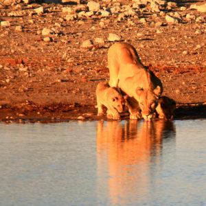 Parc national d'Etosha