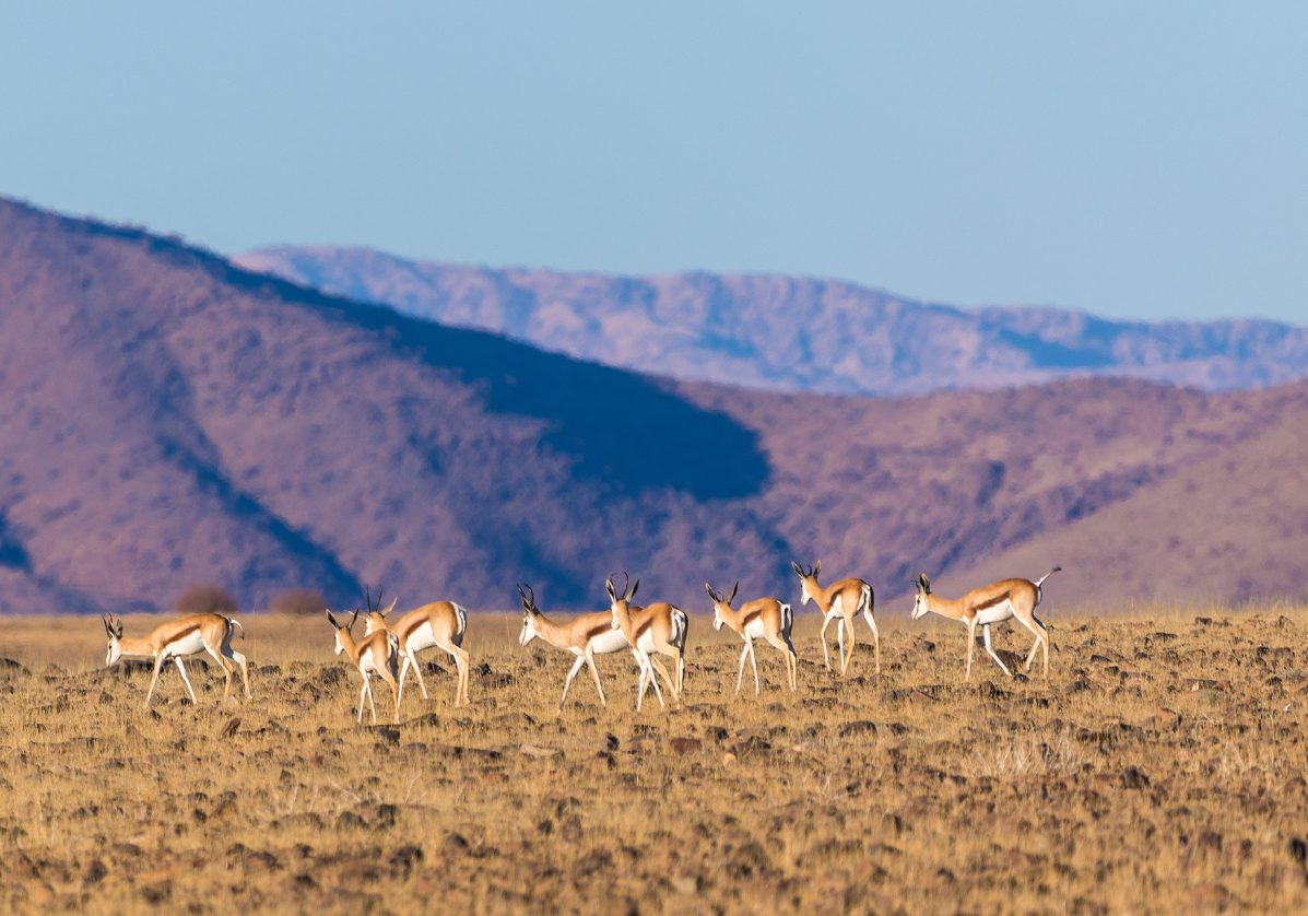 Balades au ranch de Namibgrens