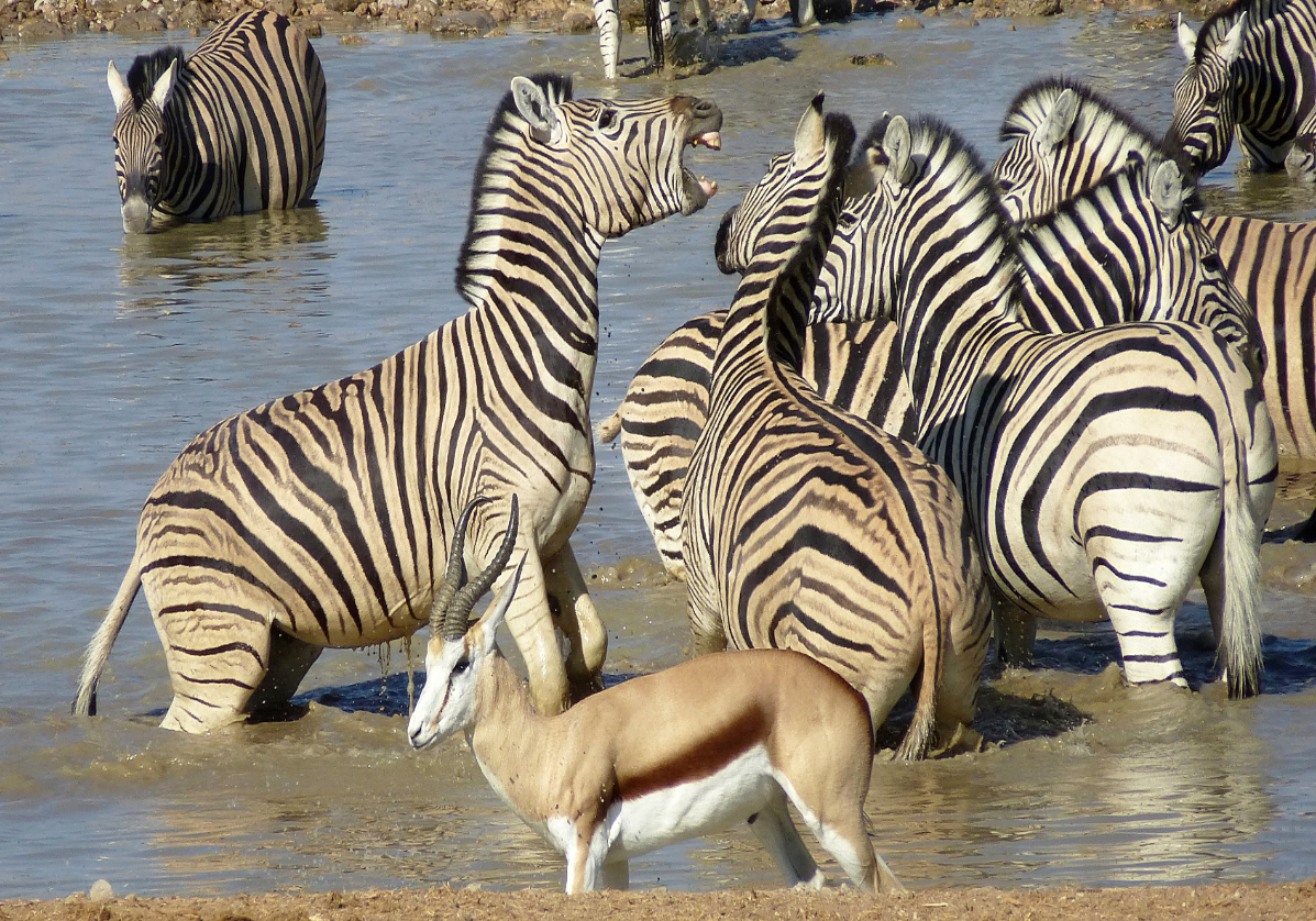 Safari à Namutoni dans l'Est du parc d'Etosha