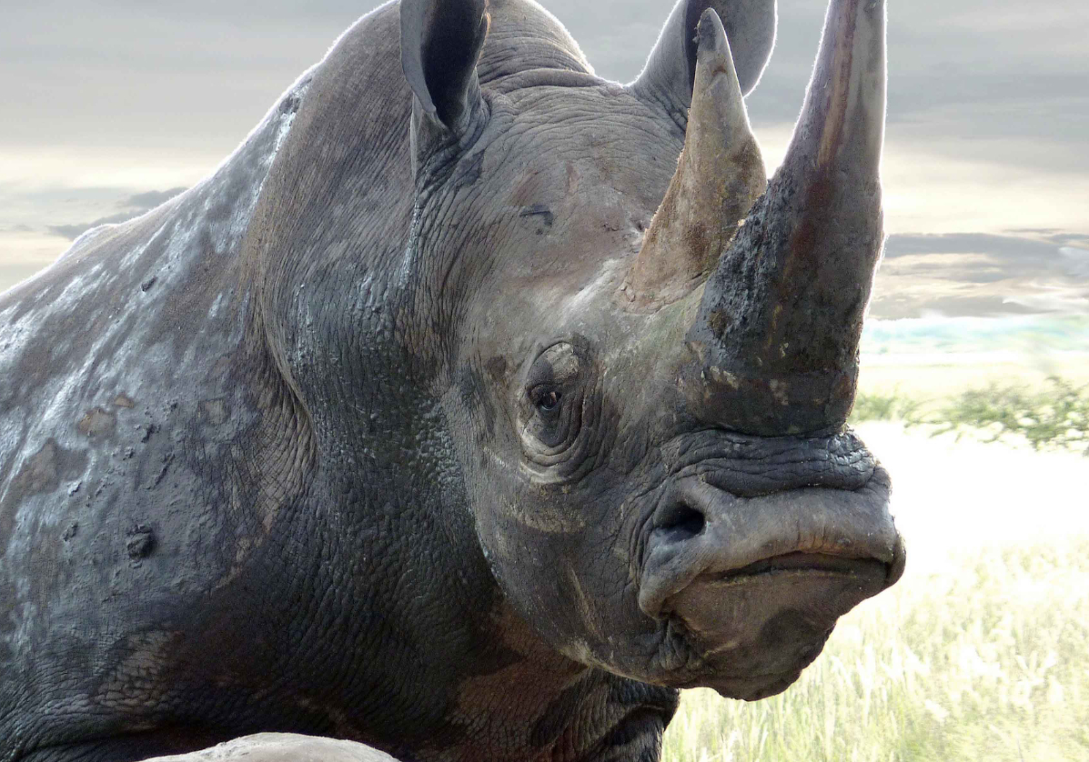Observation du rhinocéros noir dans le parc Okaukuejo