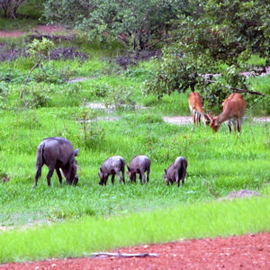 Parc National Niokolo-Koba