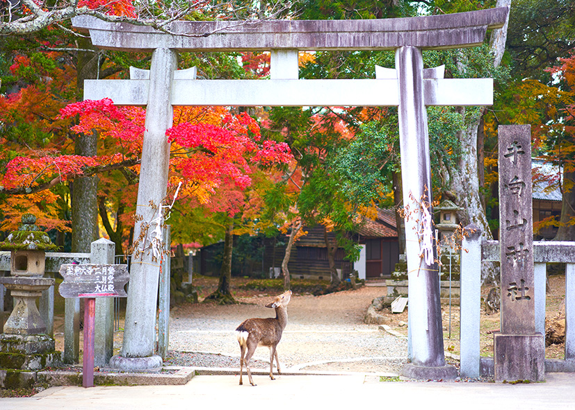 Le parc de Nara
