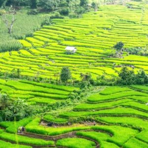 Chiang Rai et le Triangle d'Or