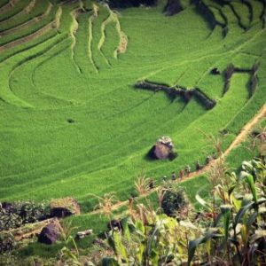 Sapa