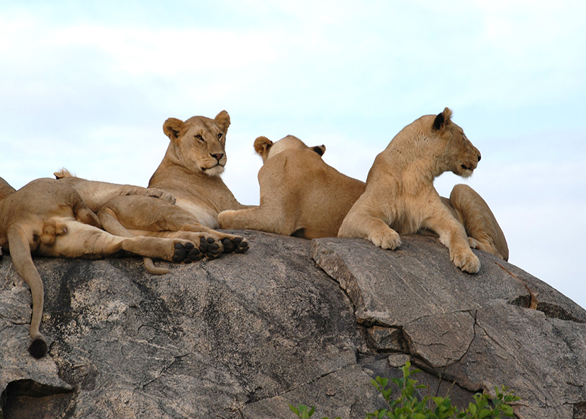 Journée safari dans le parc du Serengeti