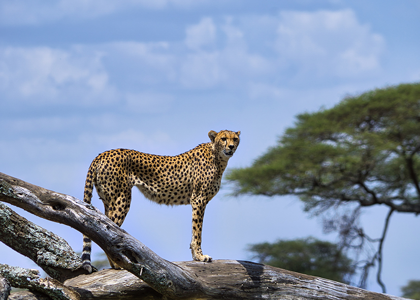 Safari léopard dans le parc de Ruaha