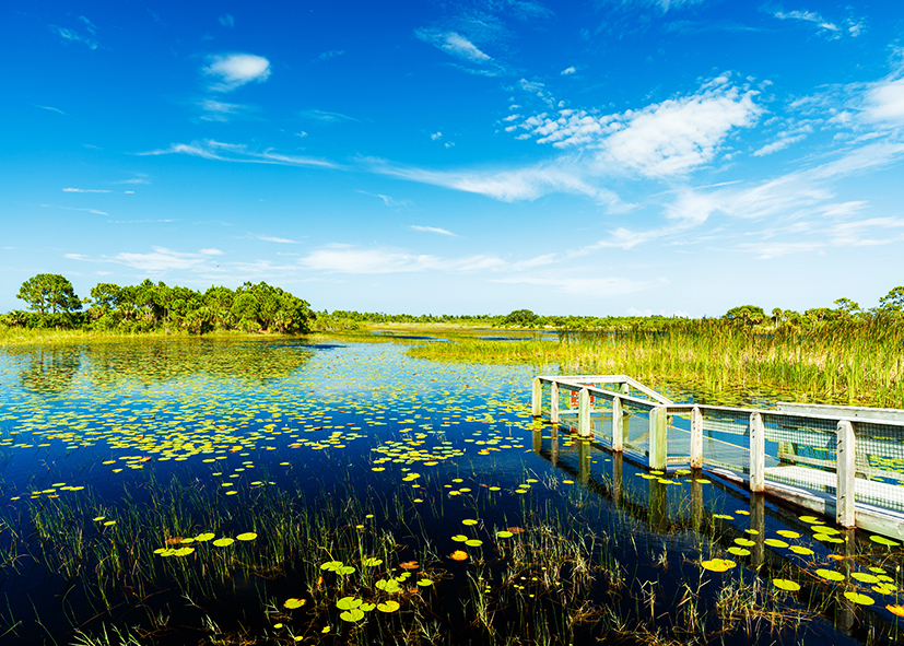 Nature et écologie dans Les Everglades