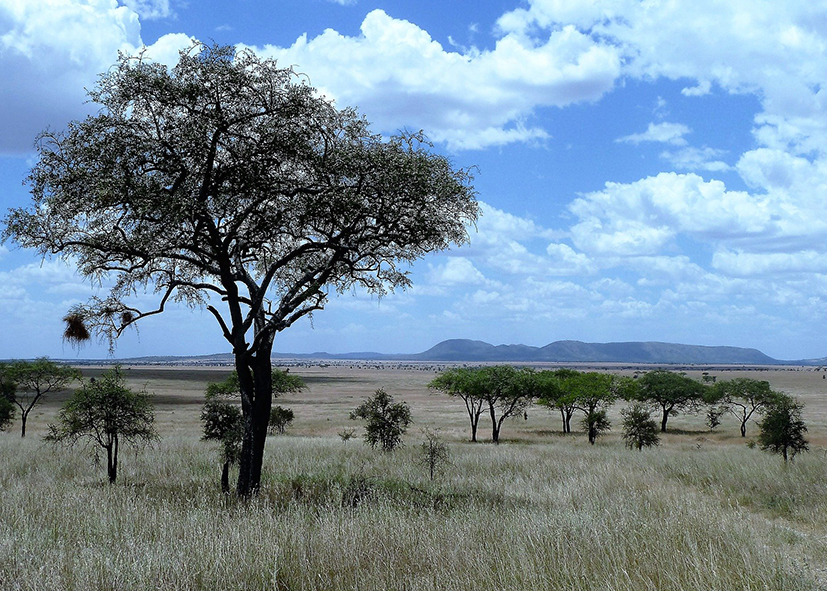 Safari dans le Serengeti