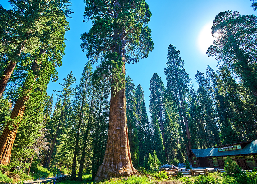 Sequoias géants de Kings Canyon