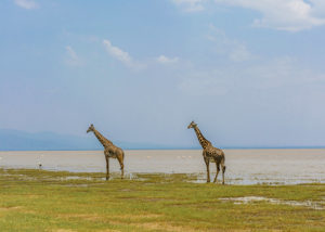 Lac Manyara