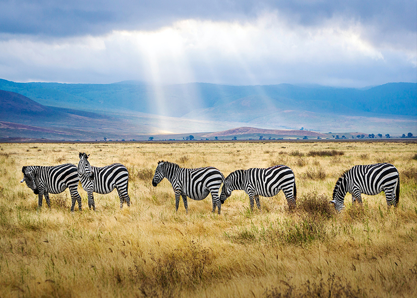Serengeti et parcs tanzaniens du Nord