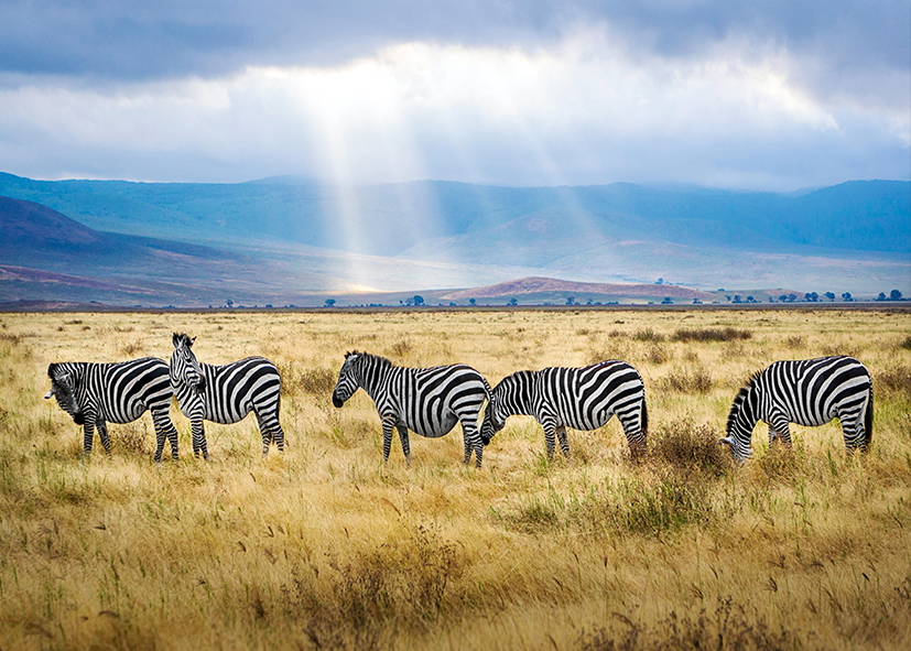 Zèbres dans le parc national du Serengeti, partir en Tanzanie avec Nirvatravel