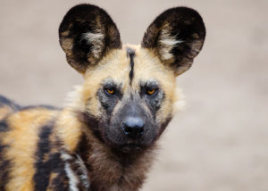 Réserve de Selous et parc national de Nyerere