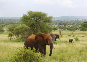 Parc national de Tarangire