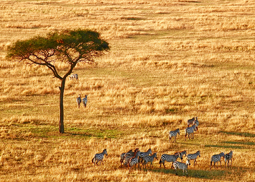 Tanzanie