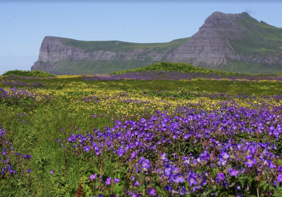 Découverte de la nature à Hornvík