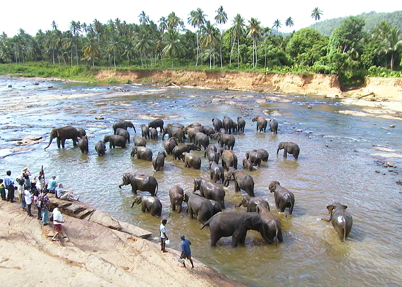 Eléphants dans le parc national d’Udawalawe, vacances au Sri Lanka avec une agence Nirvatravel