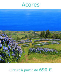 Hortensias sur l'ile de Faial, partir aux Acores en juillet avec Nirvatravel