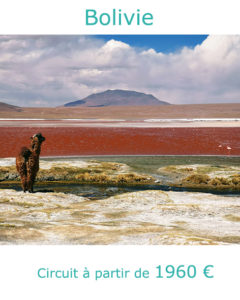 Lama sur la Laguna Colorada, partir en Bolivie au mois d'aout avec Nirvatravel