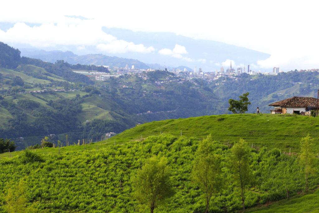 Découverte de la culture du café dans la Cordillère 