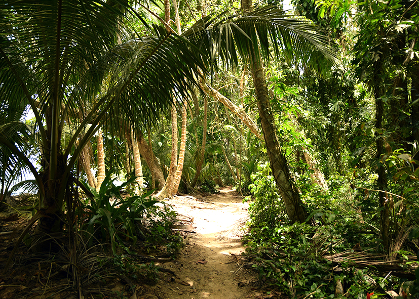 Forêt tropicale dans le Parc National de Tortuguero, voyage hors des sentiers battus au Costa Rica avec Nirvatravel