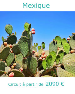 Cactus dans le désert mexicain, partir au Mexique en janvier avec Nirvatravel