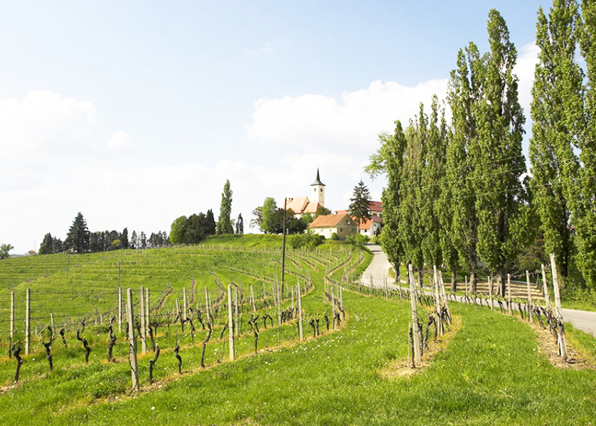 Route des vins slovènes