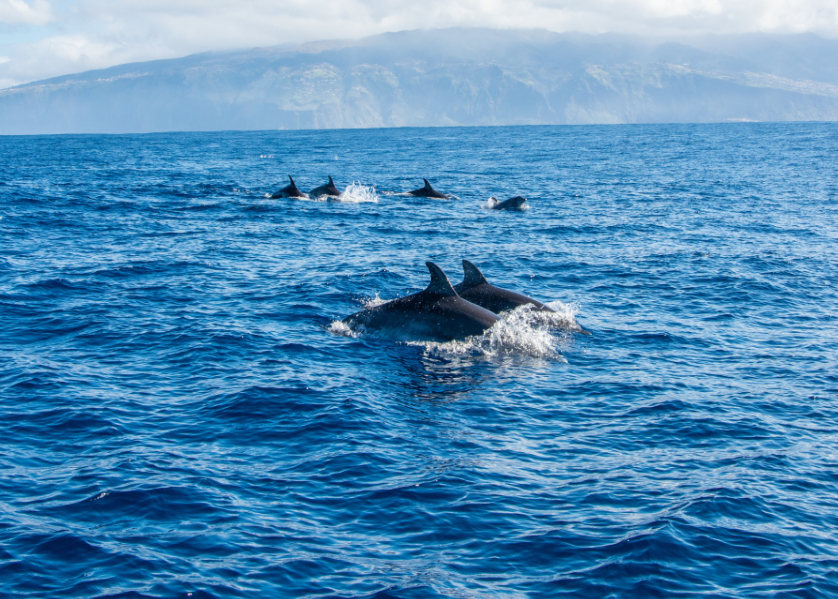 Observation des dauphins au large de Madère