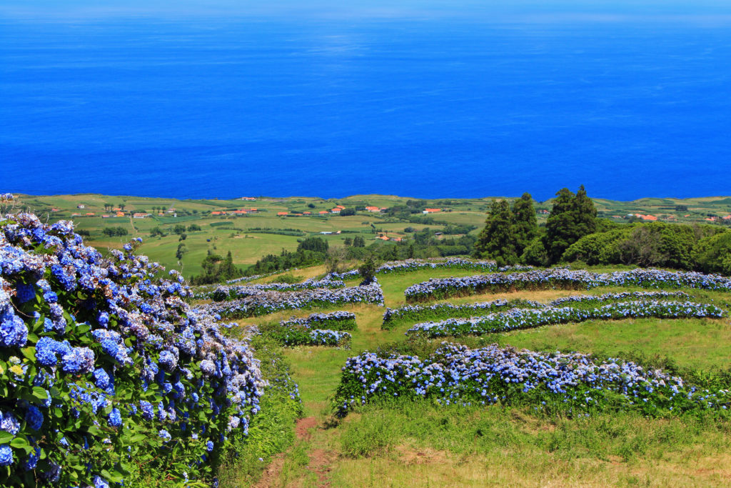 Hortensias sur l'ile de Faial aux Acores