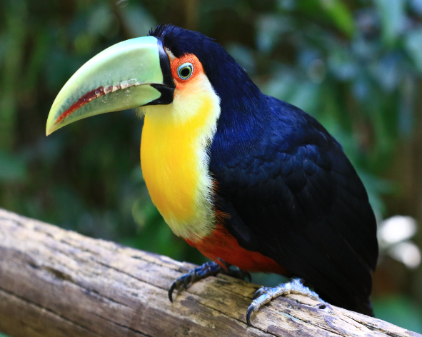 Visite du Parc des Oiseaux des Tropiques à Iguaçu