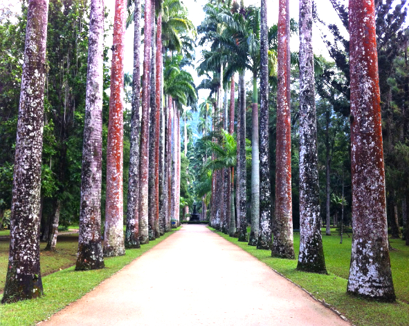 Visite du jardin Botanique de Rio