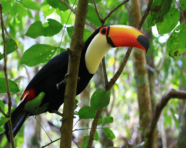 Parc des oiseaux des Tropiques