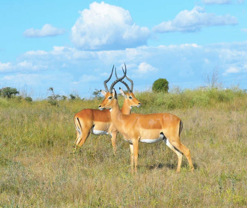 Masai Mara – Naivasha