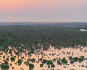 Les mangroves d’Al Thakira