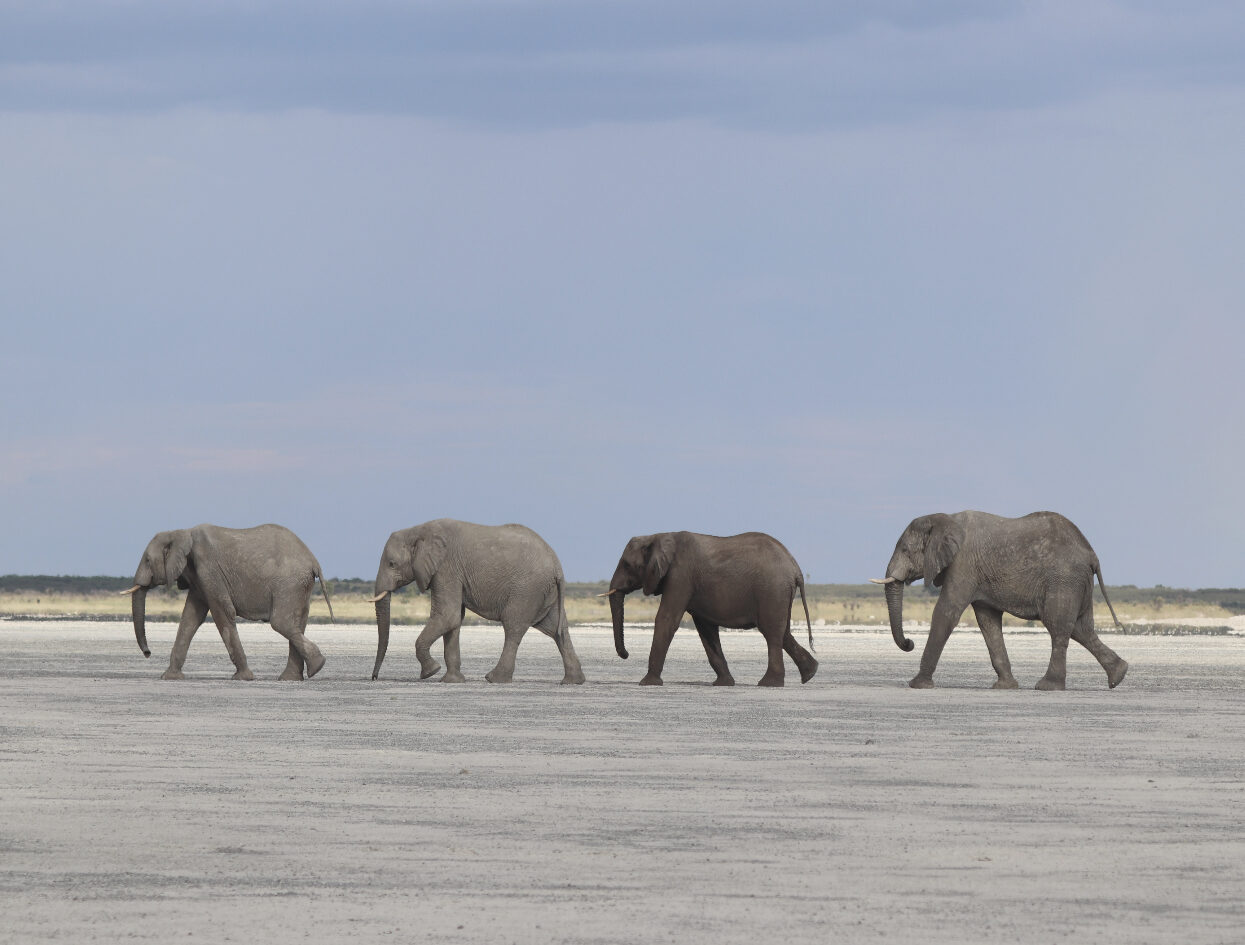 Découverte des Makgadikgadi pans