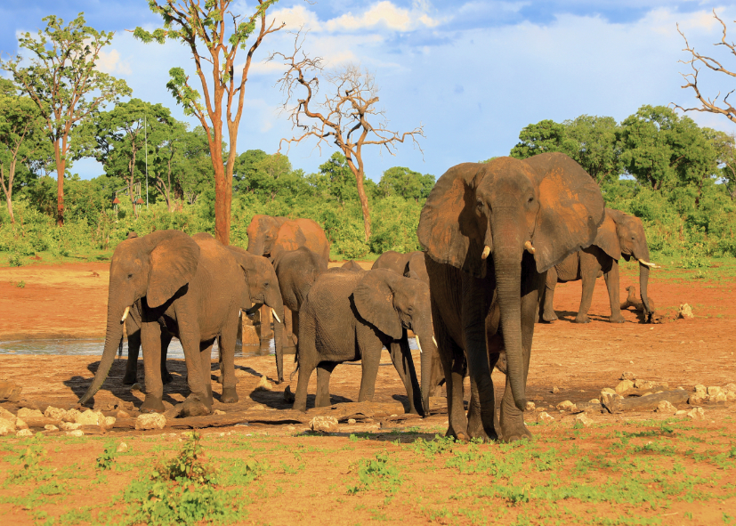 Famille d'éléphants dans le parc national de Chobe au Botswana, Nirvatravel safaris