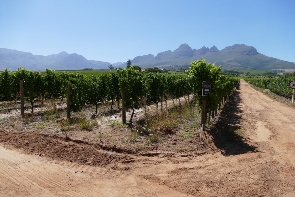 Vignobles de Stellenbosch en Afrique du Sud