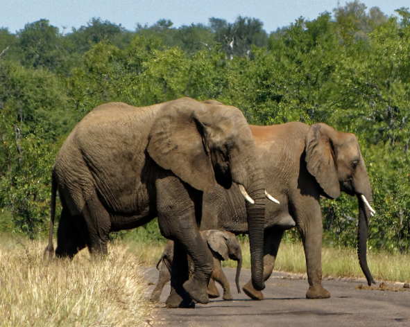 Safari dans Addo National Eléphants Park