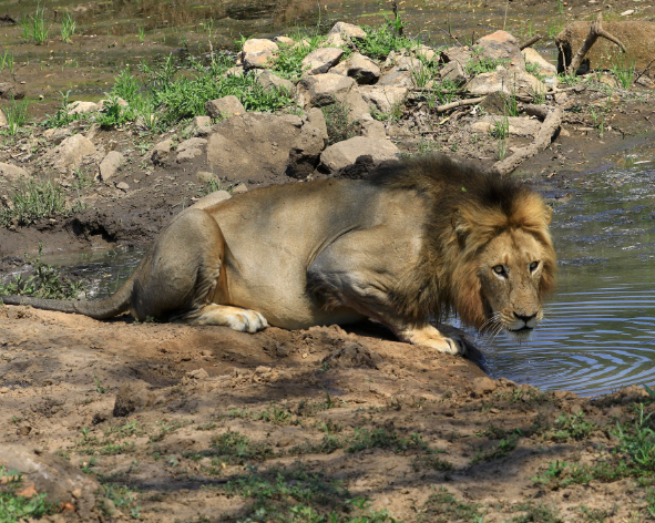  Safari à pied dans le parc Kruger