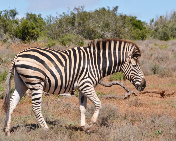 Safaris dans le parc national d'Addo