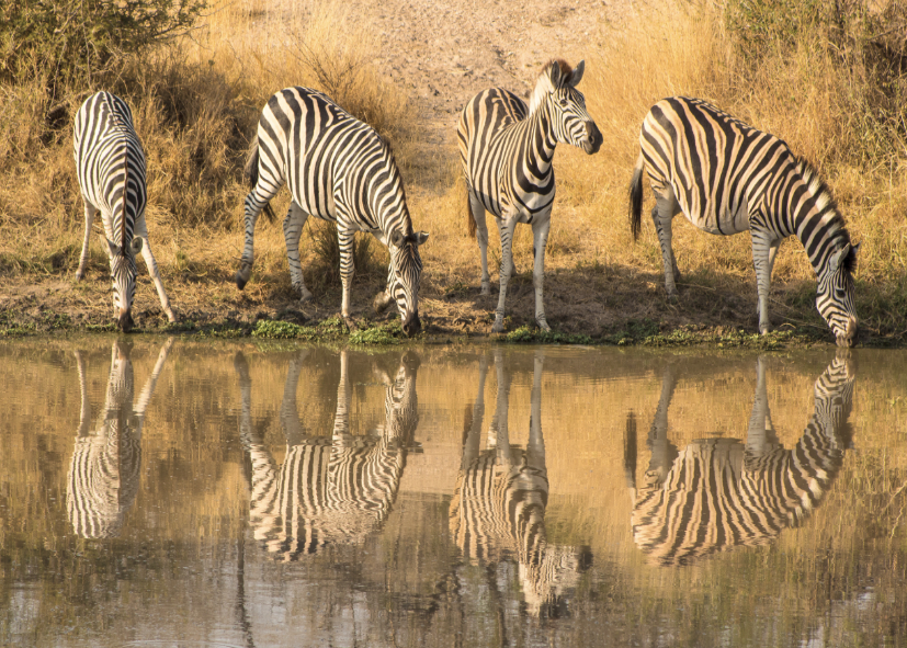 Zèbres au point d'eau dans le parc Kruger en Afrique du Sud