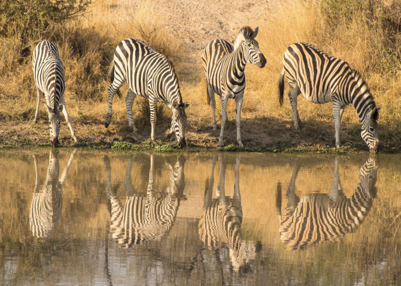 Safaris Kruger, Madikwe, Pilanesberg, les réserves du Nord