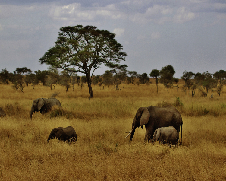 Des plaines du Serengeti aux plages de Zanzibar