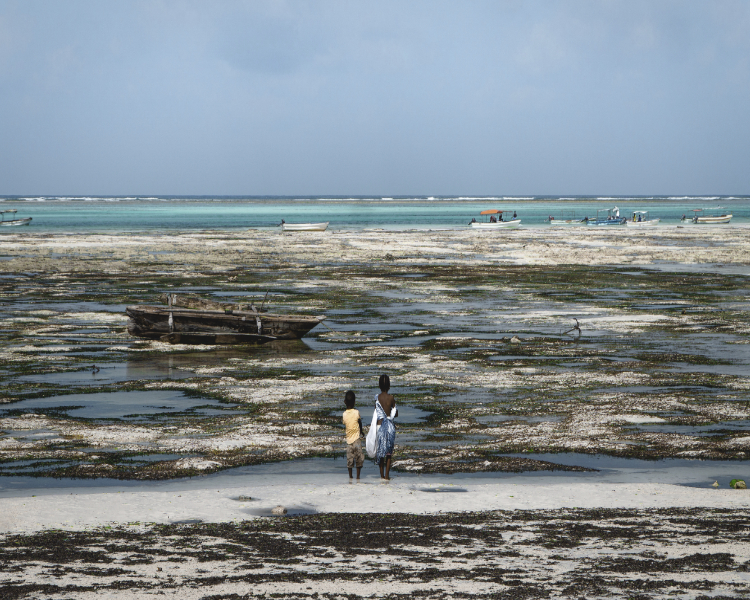 Zanzibar, l'ile aux épices