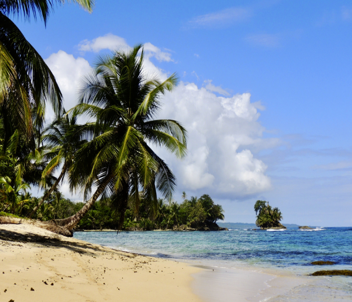 Cocotiers sur la plage de Bocas au Panama, circuit au Panama avec Nirvatravel
