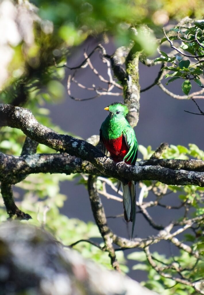 Biotope du Quetzal et retour à Guatemala Ciudad