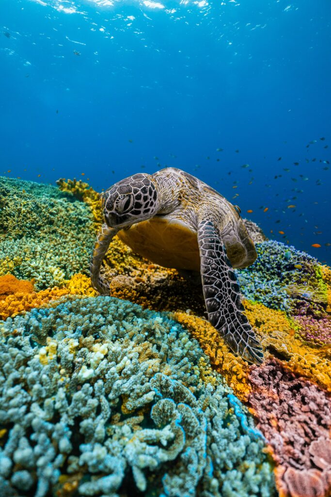 Snorkeling à l'île de Menjangan