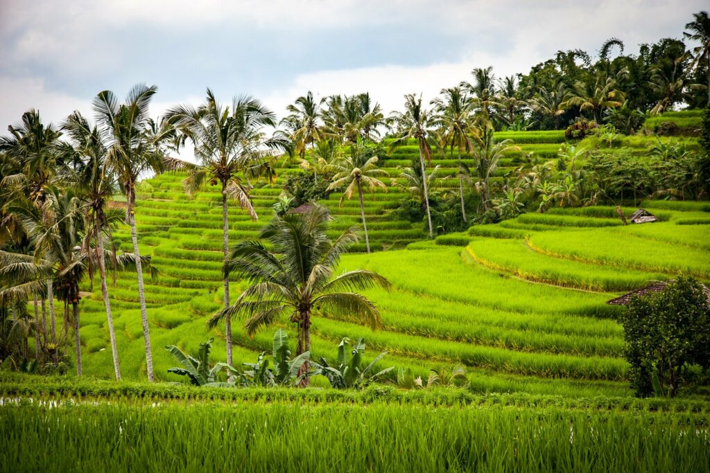 Ubud → excursion en 4x4 → Sanur (env. 45 km)