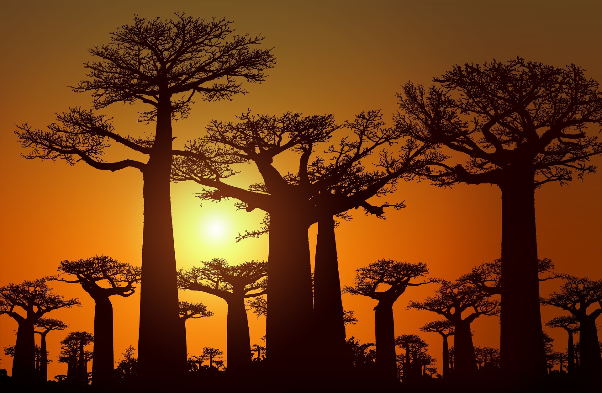 Allée des baobabs de Morondava, le symbole de l'île - Nirvatravel