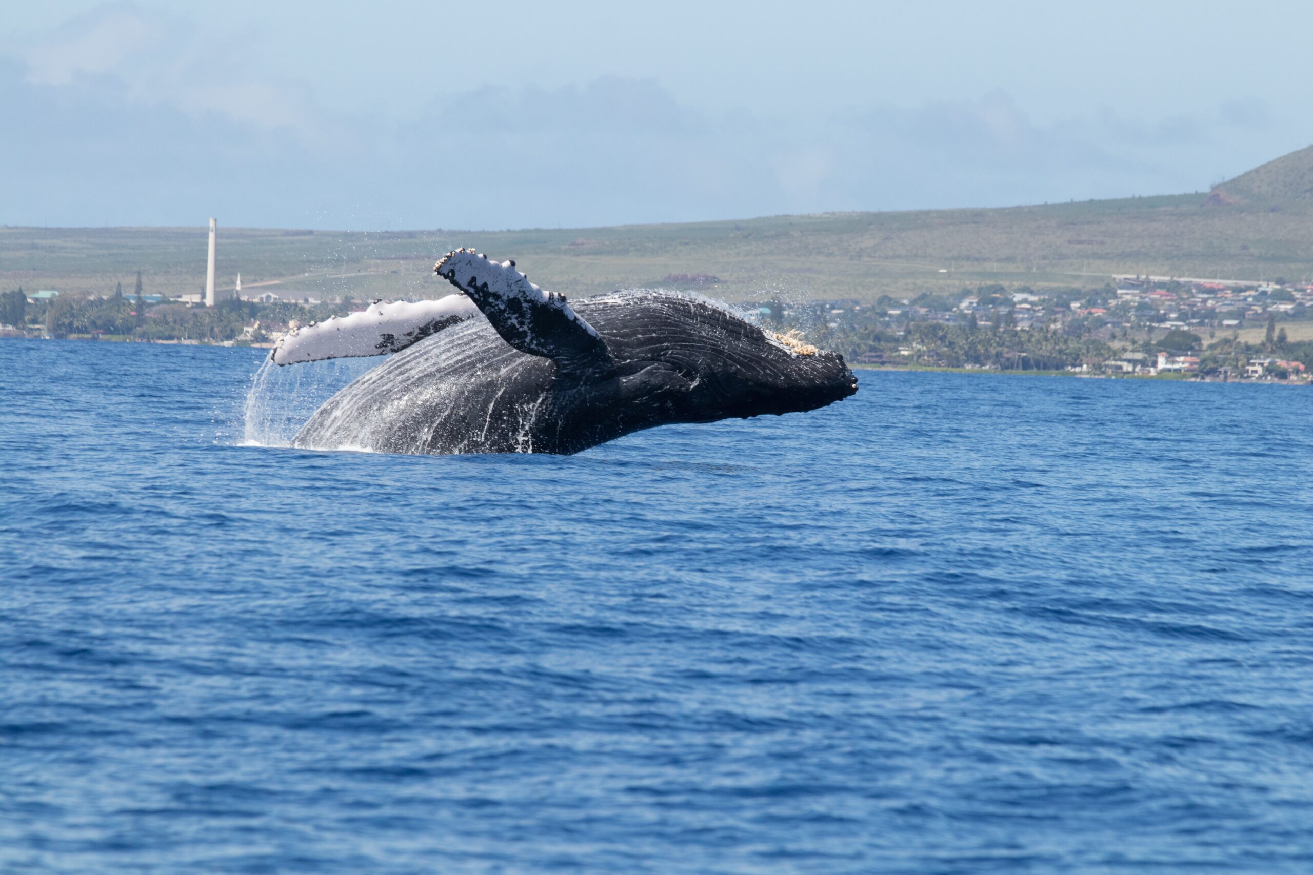 Baleine franche australe au large de la péninsule Valdés, Argentine - Nirvatravel